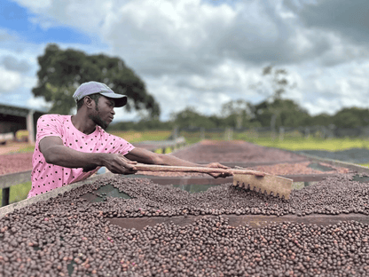 Zambia Mount Sunzu Washed AA | 100g